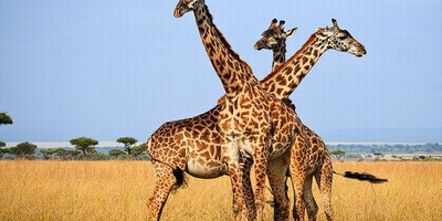 4 days kenya wildlife adventure safari l kenya lodge safaris - Photo 5