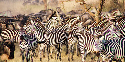 6 days tanzania budget tented camps safari - Photo 7