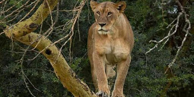 Lake nakuru national park day trip - Photo 3