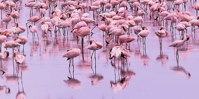 3 days tarangire, ngorongoro crater & lake manyara parks group tour - Photo 7