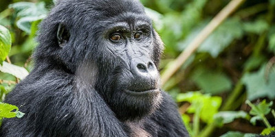 02 day bwindi impenetrable national park. - Photo 1