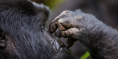 02 day bwindi impenetrable national park. - Photo 8