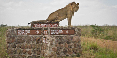 Nairobi national park daily departures - Photo 8