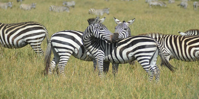 4 days serengeti migration safari may -early july - Photo 2