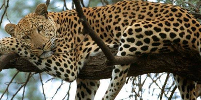 Mount kenya trek and classic safari adventure - Photo 10