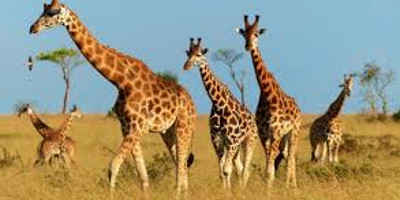6 days wildlife and gorilla tracking to uganda - Photo 1