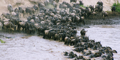5 days lake manyara, sarengeti, ngorongoro & arusha tanzania safari - Photo 1