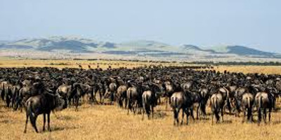 3-days exploration in tanzania iconic national parks - Photo 2