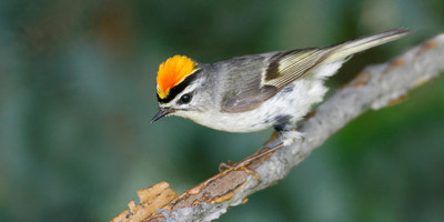 19 days bird watching safari in kenya - Photo 5
