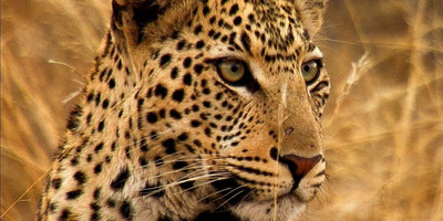 4 days wildlife safari tarangire, ngorongoro and serengeti - Photo 2