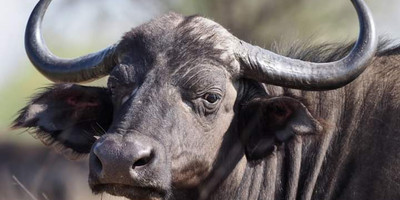 Discover amboseli: a safari of elephants and iconic views - Photo 2