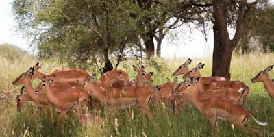 2 days join-in group budgeted safari from zanzibar - Photo 4