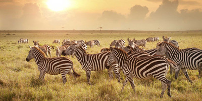 3 days serengeti ngorongoro crater tour - Photo 1