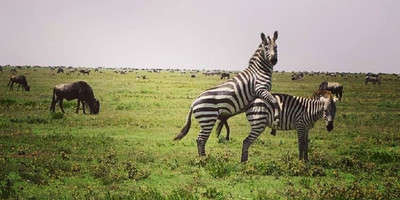 Tarangire day trip - Photo 5