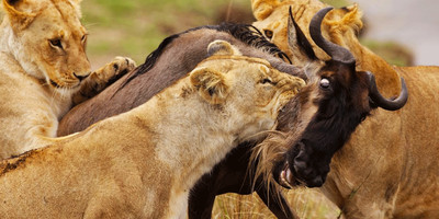 3 days maasai mara game reserve - Photo 3
