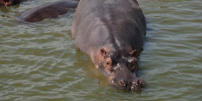 5-day gorillas, lions and water safari in uganda - Photo 1