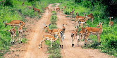 2 days akagera national park wildlife safari - Photo 5