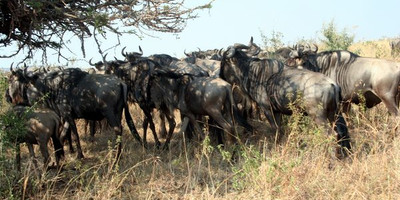  11 days all inclusive luxury african safari trips vacations - Photo 5