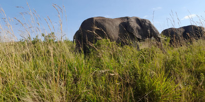 3 days amboseli budget safari - Photo 3