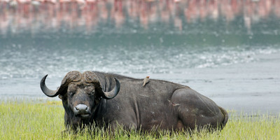7 days shared camping safari - Photo 3