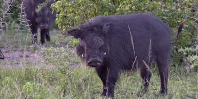 5 days uganda tour including gorilla tracking in bwindi. - Photo 8