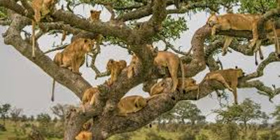 4 days join-in group safari from zanzibar - Photo 6