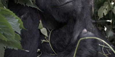 7 day fixed departure tour to rwanda - Photo 3