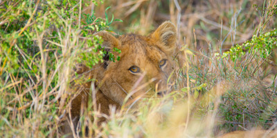6 days big five safari holidays - Photo 6