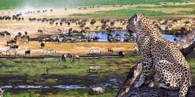 6 days great migration safari - Photo 3