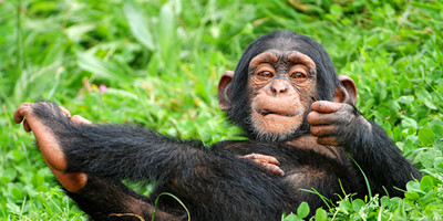 6 days primate tour in uganda - Photo 4