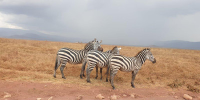 6 days tanzania private safari - Photo 11