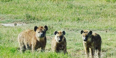 4 days camping tour to best wildlife parks in tanzania - Photo 10