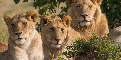 4 DAYS 3NIGHTS SAFARI KENYA - Photo 1