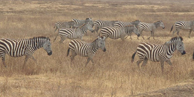  days tanzania camping (budget)safari tarangire ngorongoro - Photo 13