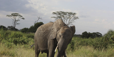6- days arusha, manyara, tarangire, serengeti & ngorongoro tanzania safari - Photo 1