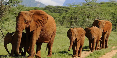 3 days tsavo west budget camping safari - Photo 4