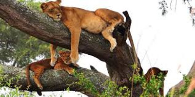 9 days serengeti great migration safari packages - Photo 5
