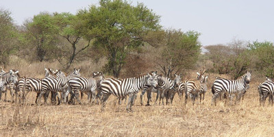 2 days tanzania camping budget safari manyara & ngorongoro - Photo 7