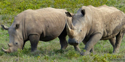 7 days murchison falls and kidepo thrilling safari - Photo 3
