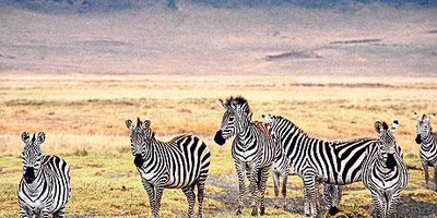 3 days tanzania safari to oldoinyo lengai / lake natron - Photo 1