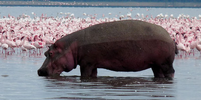 8 days incredible kenya safari experience - Photo 1