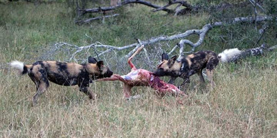 Tarangire ,ngorongoro ,manyara - Photo 2