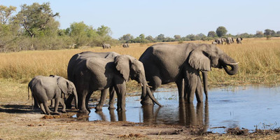 3-day fully catered mokoro (canoe) safari okavango delta - Photo 1