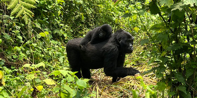 3 days gorilla trekking tour in rwanda - Photo 1