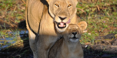 4-day tanzania camping safari - Photo 2