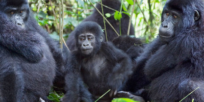 3 days uganda gorillas safaris - Photo 4