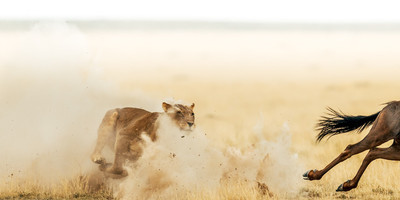 10 DAYS SERENGETI TENTED CAMPS SAFARI - Photo 4