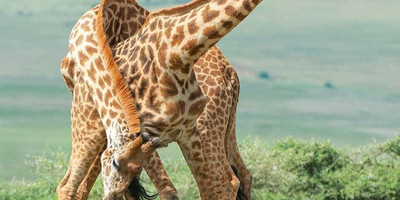 7 days tanzania safari - Photo 1