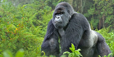 3 days uganda gorillas safaris - Photo 2