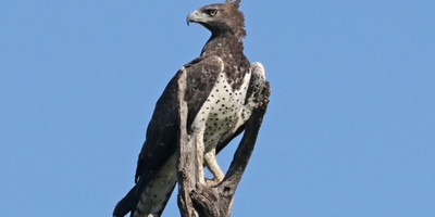 8 DAY TANZANIA BIRDS WATCHING SAFARI - Photo 3